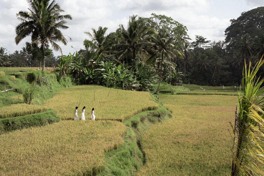 Best Time to Visit Ubud