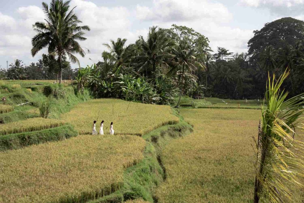 Kenderan Village is located in Tegallalang District, Gianyar Regency, about 5 km north of central Ubud. 