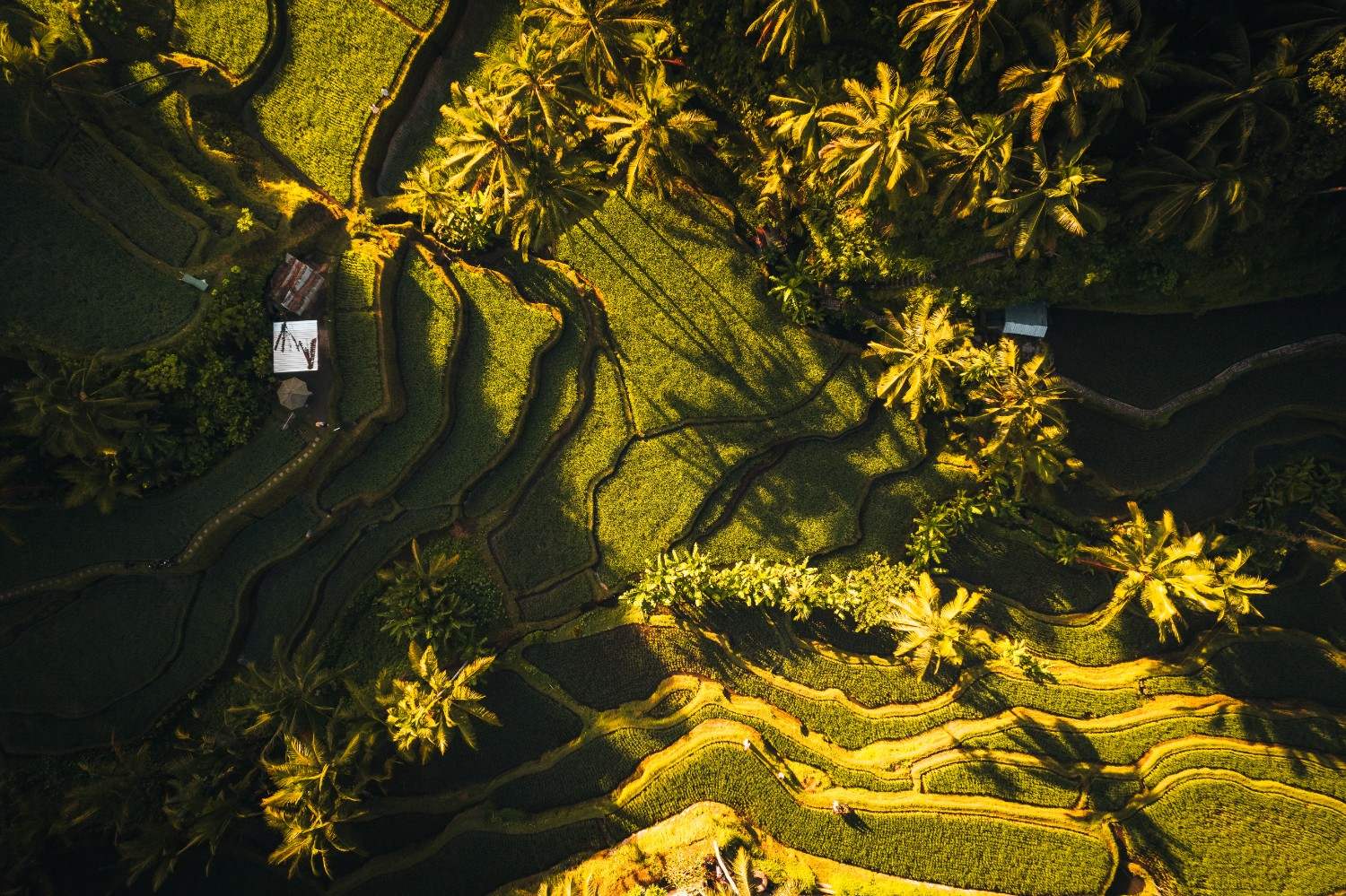 Best Sunset Spots in Ubud: Worth the Drive from Tegallalang?