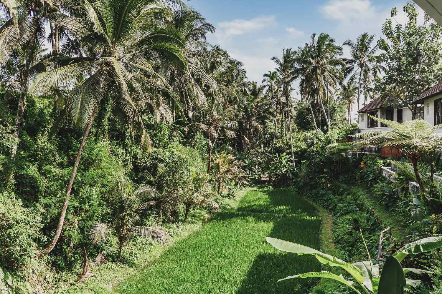 Jungle View or Rice Field View Villa in Bali: How to Choose